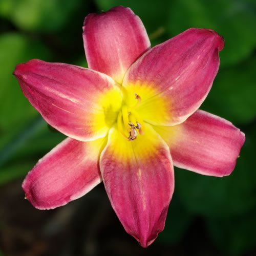 Hemerocallis Satanic Majesty